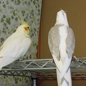 パピコのおかあちゃまよの画像