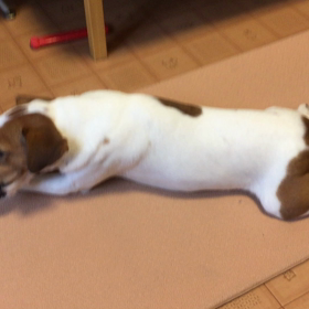 ココのんチーズに夢中動画の画像