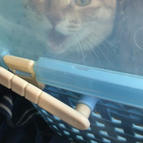 猫のパンティングの画像