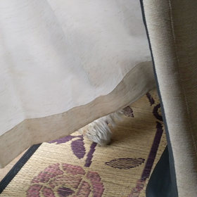 隠れんぼまーちゃんの画像