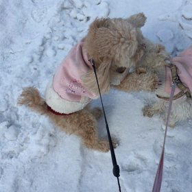 お散歩行ったらどうしてこうなる？の画像