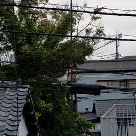 夏の終わりを告げる声の画像