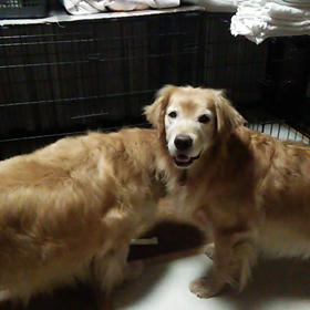 飽きちゃってますの画像