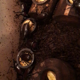 カブトムシ　閲覧注意の画像