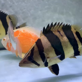 Vバンド捕獲！！の画像