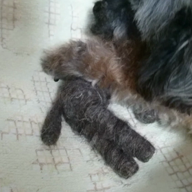 ロバさんカミカミ⑤の画像