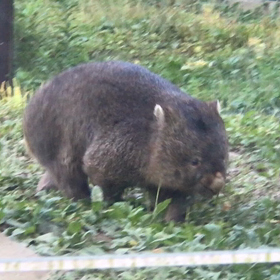 ウォンバットのフクちゃんに会いに行ってきたよ❣️の画像