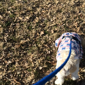 ポッキーの最近の散歩の様子の画像