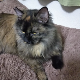 お梅さんの動画の画像