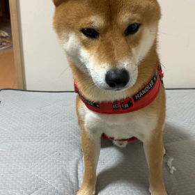 犬って癒し。の画像