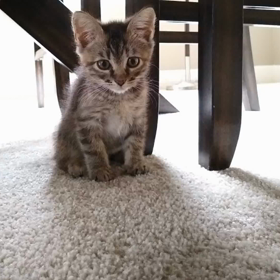 GoogleからのMeow videoの画像