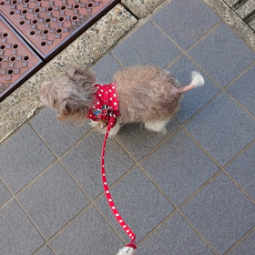 ワン❕ワン❕❕走るの画像