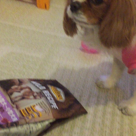 オヤツちょーだい  続きの画像