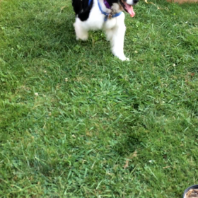 オスカーさん頑張ってますの画像