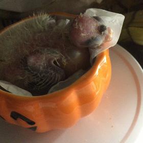 チビチビ 人口飼育の画像