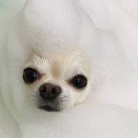 ホイップアロマバスは私のお気に入りの画像