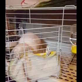 へやんぽ開始～の画像