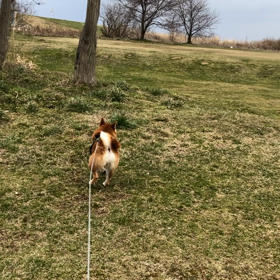 鳥のさえずりと秘密基地 。。。の画像