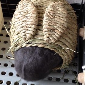 初＊ココ動画の画像