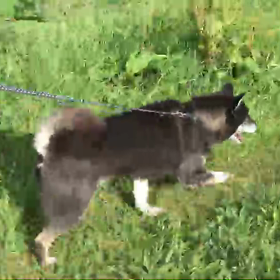 くろぴんの散歩の画像