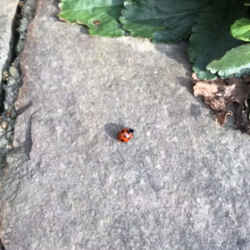 てんとう虫　みつけた！の画像