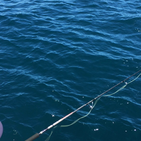 チェイスMovieの画像