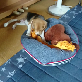 リリちゃん７日目 防災無線の画像