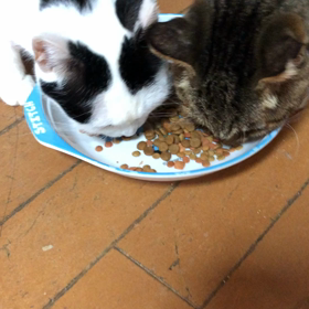 双葉の食についての画像