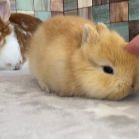 ぷちこちゃんベビーすくすくとの画像