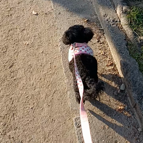 今日もロング散歩の画像