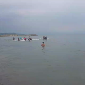 海馬　動画の画像