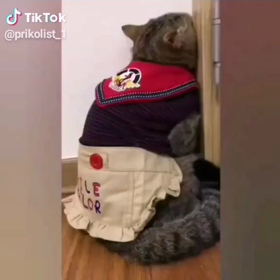 すねたネコ　かわいい猫の画像