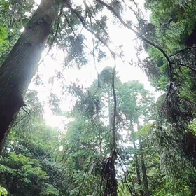 森の中でチーズフォンデュ食べたよの画像