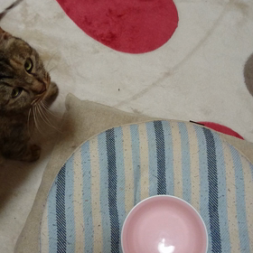 #猫ちゃんの画像