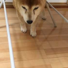 はなさんが、、、の画像