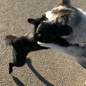 ドッグラン友達の画像