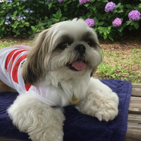 紫陽花と華丸の画像