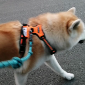 今朝のお散歩は昨日より良くなったかな？でも実際4.5kmくらいが途中途切れて3kmしか記録されなの画像