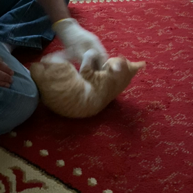 今日のネコちゃんの画像