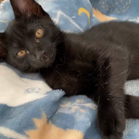 10月29日(日)参加猫可愛い黒猫3兄妹の画像