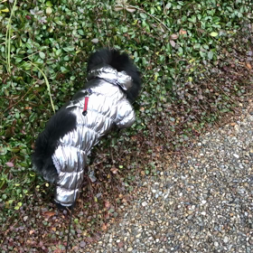 2020年12月16日　お散歩　1の画像