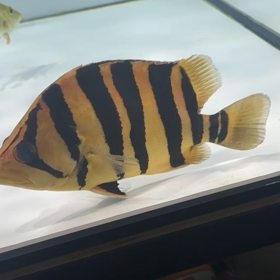 入荷したスマトラタイガーのご紹介！！の画像