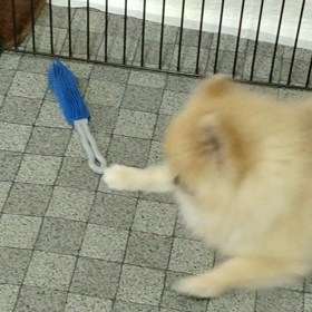 お掃除ブラシvsポメの画像