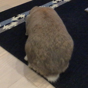 予想通り！の画像