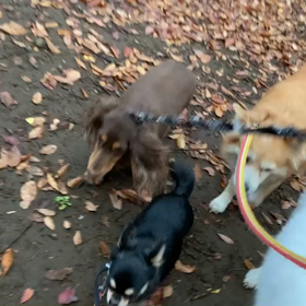 12月7日14わんこと1時間30分遠足　　代々木公園の画像