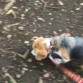 ♪お散歩動画♪代々木公園♪の画像