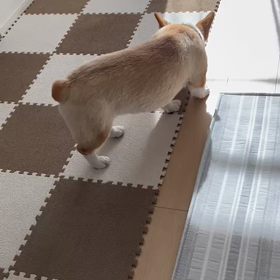 コーギーの休憩の画像