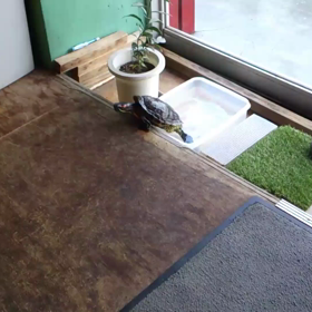 お散歩亀太郎の画像