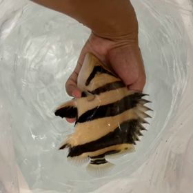 これが神クオリティ！！の画像