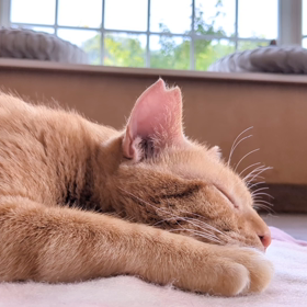 一旦落ち着こう…の画像